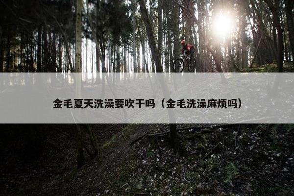 金毛夏天洗澡要吹干吗（金毛洗澡麻烦吗）