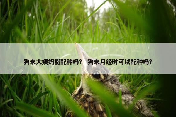 狗来大姨妈能配种吗？ 狗来月经时可以配种吗？