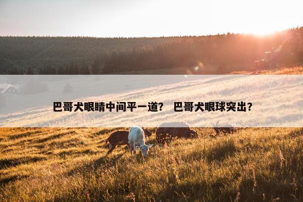 巴哥犬眼睛中间平一道？ 巴哥犬眼球突出？