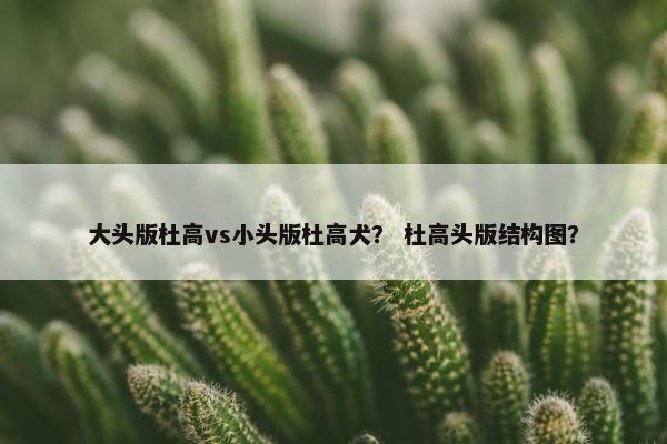 大头版杜高vs小头版杜高犬？ 杜高头版结构图？
