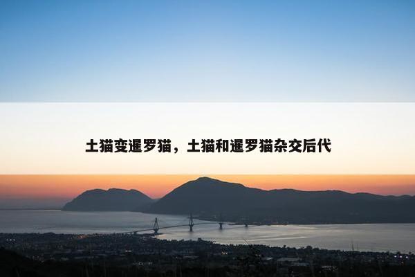 土猫变暹罗猫，土猫和暹罗猫杂交后代