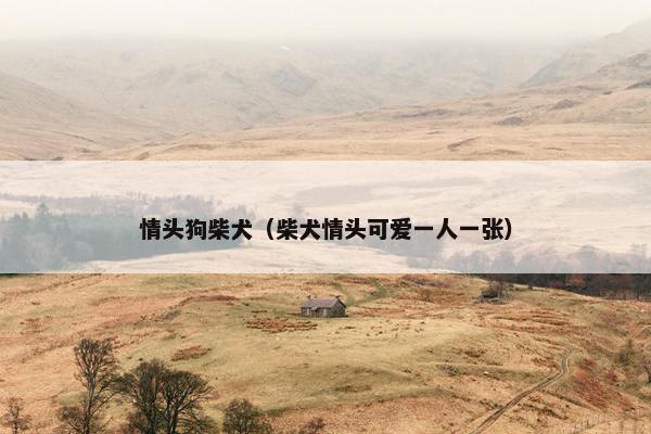 情头狗柴犬（柴犬情头可爱一人一张）