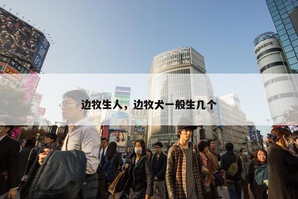 边牧生人，边牧犬一般生几个