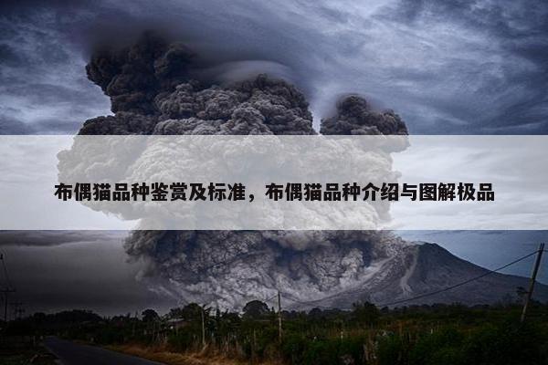 布偶猫品种鉴赏及标准，布偶猫品种介绍与图解极品