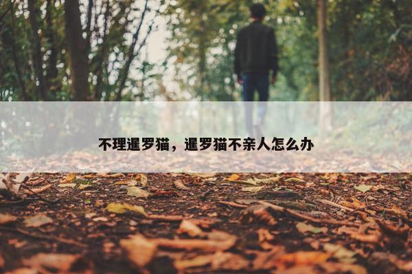 不理暹罗猫，暹罗猫不亲人怎么办