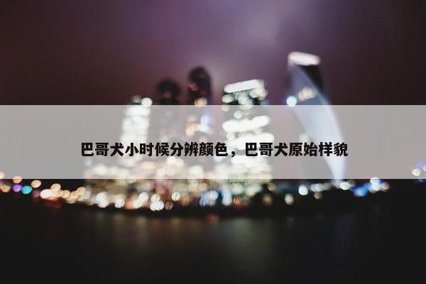 巴哥犬小时候分辨颜色，巴哥犬原始样貌