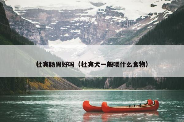 杜宾肠胃好吗（杜宾犬一般喂什么食物）