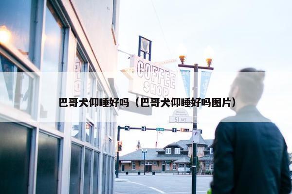 巴哥犬仰睡好吗（巴哥犬仰睡好吗图片）