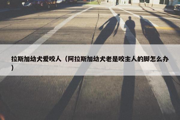 拉斯加幼犬爱咬人（阿拉斯加幼犬老是咬主人的脚怎么办）
