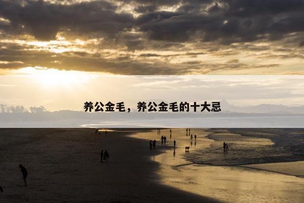 养公金毛，养公金毛的十大忌
