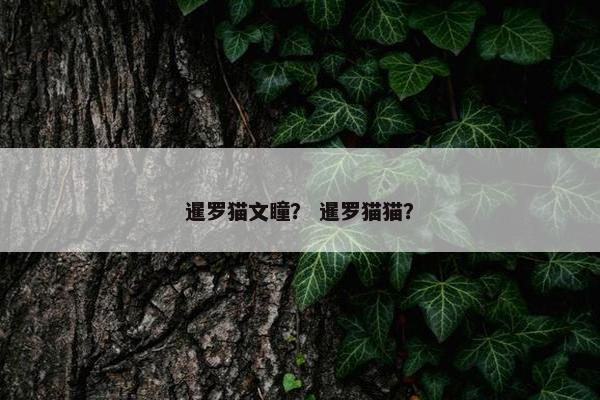 暹罗猫文瞳？ 暹罗猫猫？