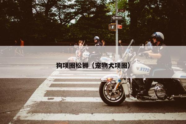 狗项圈松狮（宠物犬项圈）