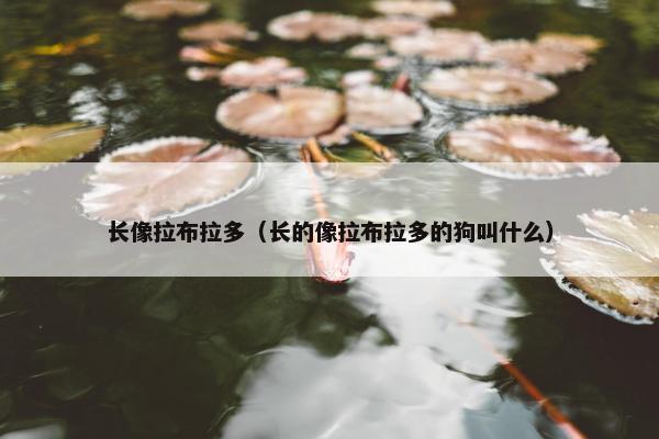 长像拉布拉多（长的像拉布拉多的狗叫什么）