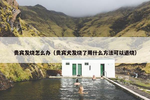 贵宾发烧怎么办（贵宾犬发烧了用什么方法可以退烧）