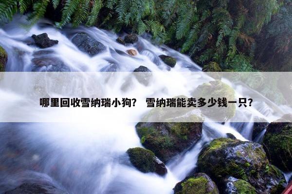 哪里回收雪纳瑞小狗？ 雪纳瑞能卖多少钱一只？