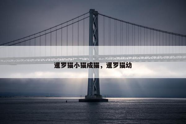 暹罗猫小猫成猫，暹罗猫幼