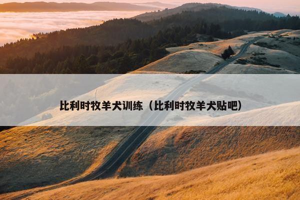 比利时牧羊犬训练（比利时牧羊犬贴吧）