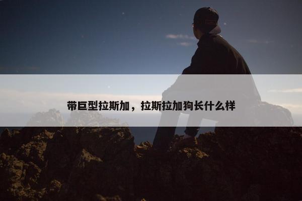 带巨型拉斯加，拉斯拉加狗长什么样