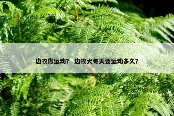 边牧做运动？ 边牧犬每天要运动多久？
