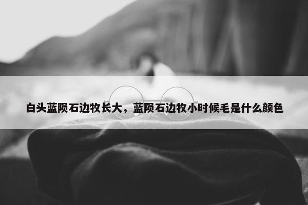 白头蓝陨石边牧长大，蓝陨石边牧小时候毛是什么颜色