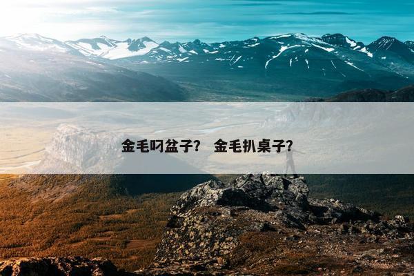 金毛叼盆子？ 金毛扒桌子？