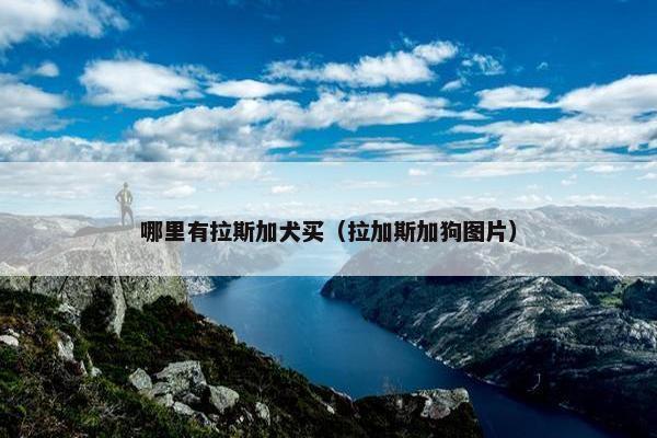 哪里有拉斯加犬买（拉加斯加狗图片）