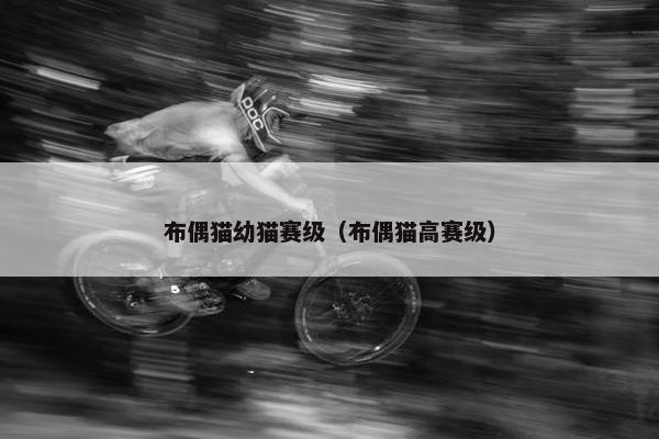 布偶猫幼猫赛级（布偶猫高赛级）