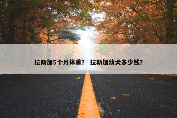 拉斯加5个月体重？ 拉斯加幼犬多少钱？
