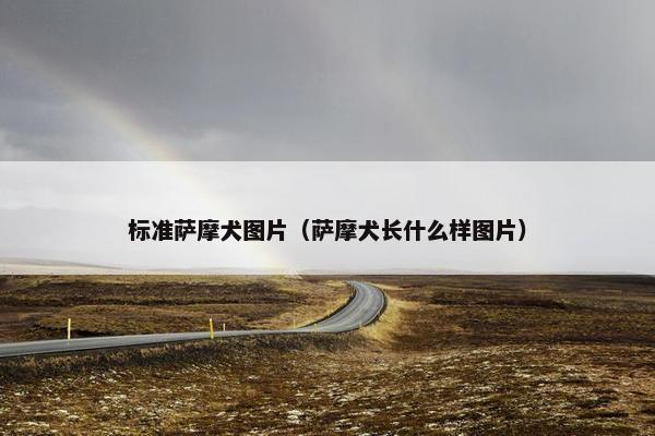 标准萨摩犬图片（萨摩犬长什么样图片）