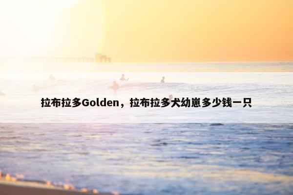 拉布拉多Golden，拉布拉多犬幼崽多少钱一只