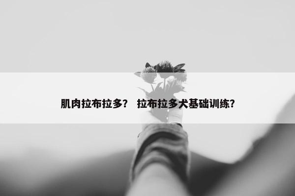 肌肉拉布拉多？ 拉布拉多犬基础训练？