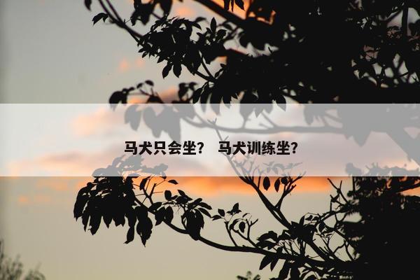 马犬只会坐？ 马犬训练坐？