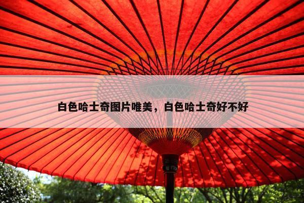 白色哈士奇图片唯美，白色哈士奇好不好