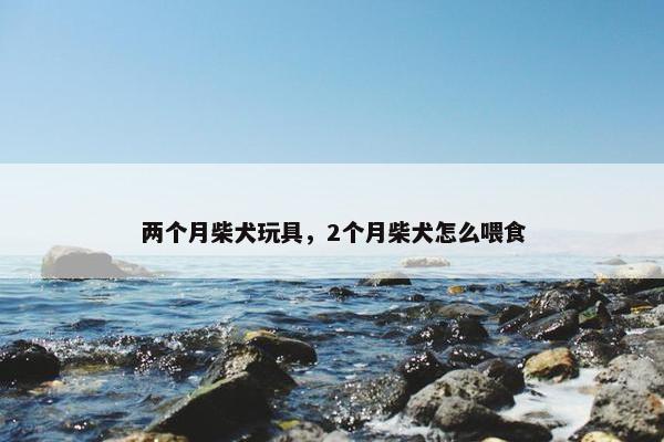 两个月柴犬玩具，2个月柴犬怎么喂食