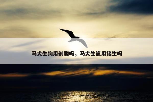 马犬生狗用剖腹吗，马犬生崽用接生吗