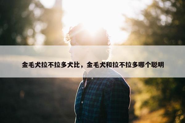 金毛犬拉不拉多犬比，金毛犬和拉不拉多哪个聪明