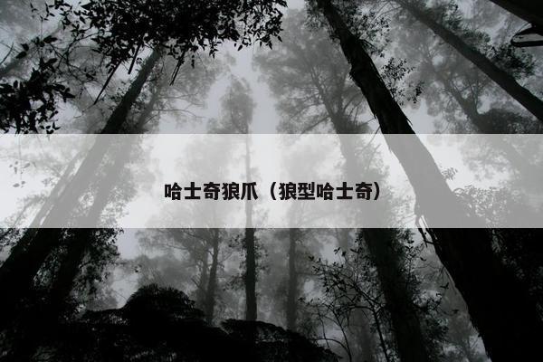 哈士奇狼爪（狼型哈士奇）