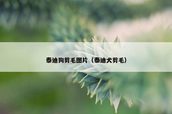 泰迪狗剪毛图片（泰迪犬剪毛）