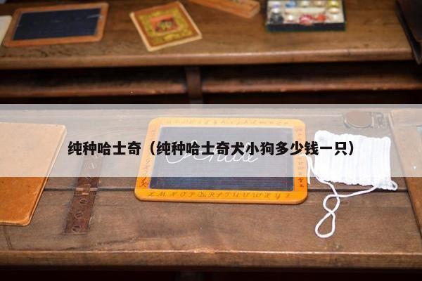 纯种哈士奇（纯种哈士奇犬小狗多少钱一只）