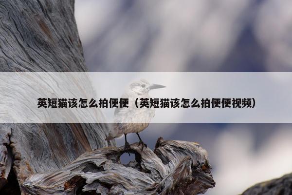 英短猫该怎么拍便便（英短猫该怎么拍便便视频）