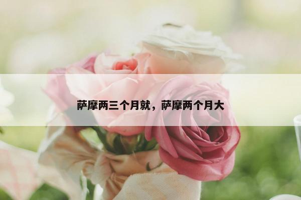 萨摩两三个月就，萨摩两个月大