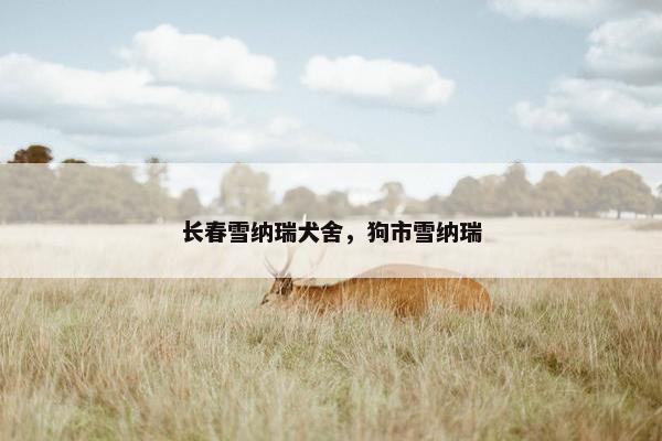 长春雪纳瑞犬舍，狗市雪纳瑞