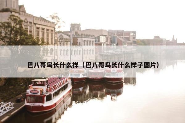 巴八哥鸟长什么样（巴八哥鸟长什么样子图片）
