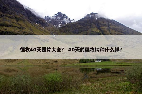 德牧40天图片大全？ 40天的德牧纯种什么样？