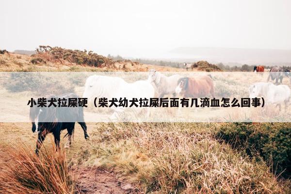 小柴犬拉屎硬（柴犬幼犬拉屎后面有几滴血怎么回事）