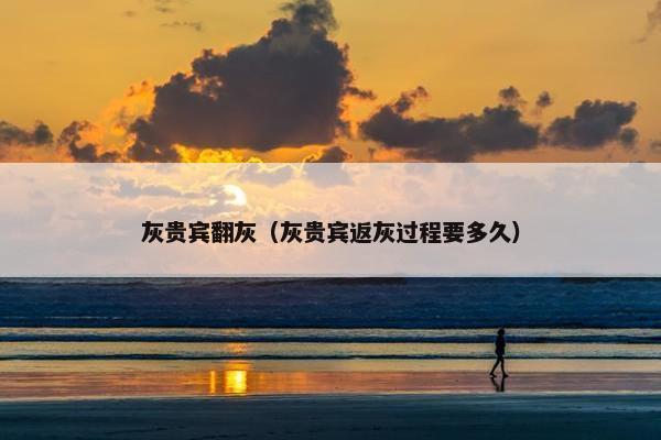 灰贵宾翻灰（灰贵宾返灰过程要多久）