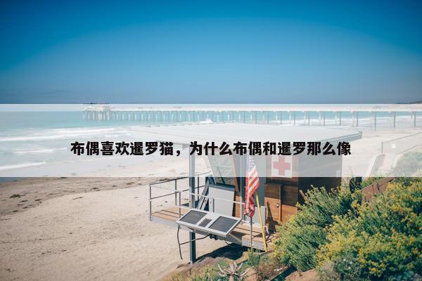布偶喜欢暹罗猫，为什么布偶和暹罗那么像