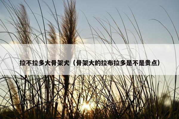 拉不拉多大骨架犬（骨架大的拉布拉多是不是贵点）