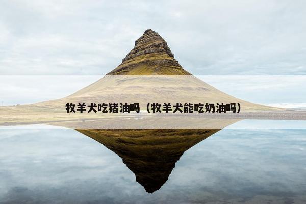 牧羊犬吃猪油吗（牧羊犬能吃奶油吗）