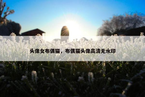 头像女布偶猫，布偶猫头像高清无水印